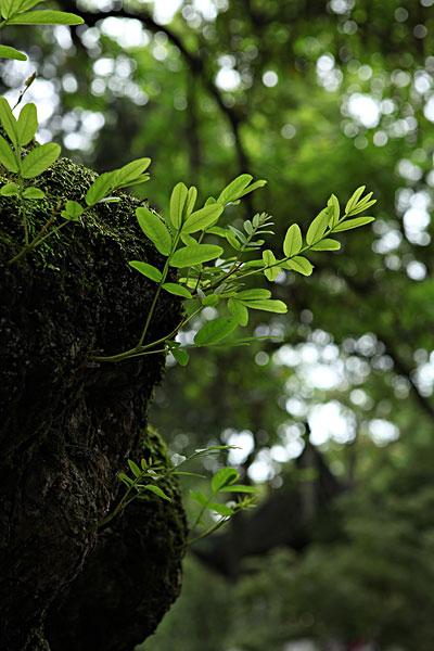 苏州拙政园园林