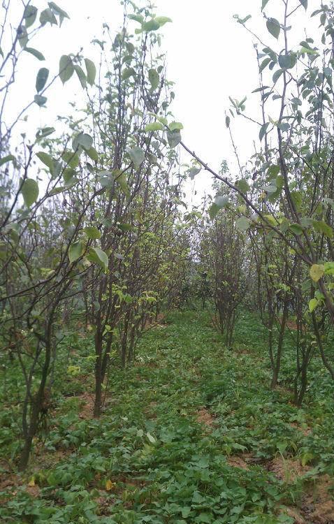 采摘体验式乡村游项目种植养殖投资金额50万元