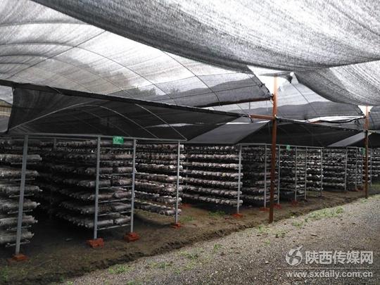 宁强县食用菌产业扶志扶智创业基地内景