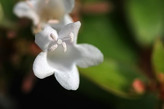 小白花糯米条拍摄练习