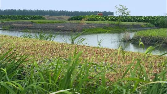 农村农田河流河道视频素材