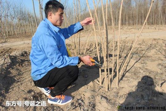 农村小伙自主创业,靠种树发家致富,投资100多万