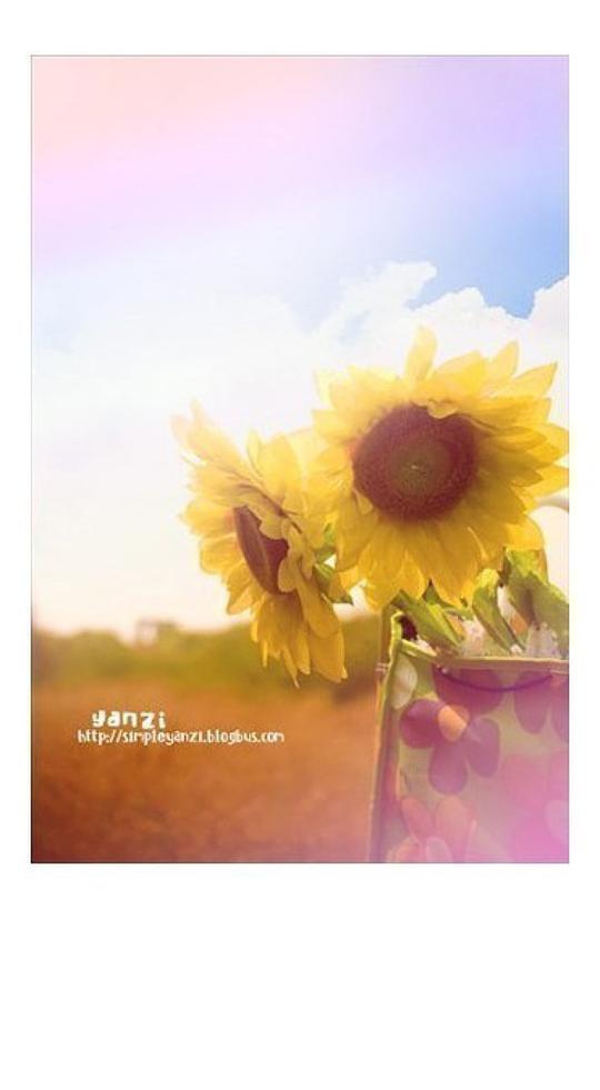 向日葵的花语作为生日花的寓意向日葵(sunflower)花语:太阳(thesun