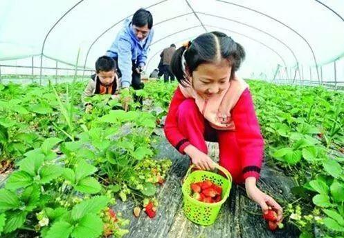 大学生创业园草莓基地