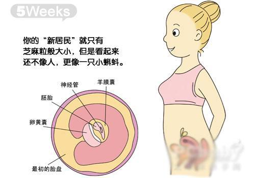 怀孕1一40周胎儿发育图