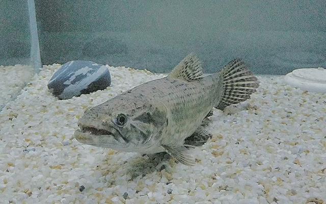 洗了牙齿牙齿会变白吗