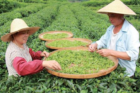 在外贸业务中,在蔬菜,茶叶等产业中,中国企业也经常遭遇农药残留标准