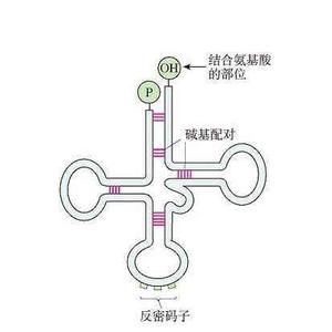 由核苷酸组成的核糖核酸