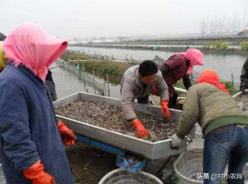 农村创业干啥最赚钱?这12个农村致富好项目，你值得一试-19.jpg