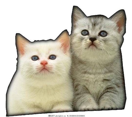 两只可爱猫咪素材两只猫咪猫动物喵星人实物猫咪