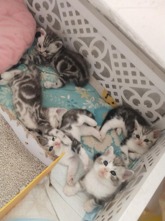 成年美短起司猫种公加白五粉种公弟弟虎斑猫活体宠物猫咪纯种家养