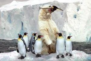 为什么北极熊不能和企鹅做朋友？