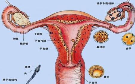 子宫后位如何受孕？提高受孕率方法介绍