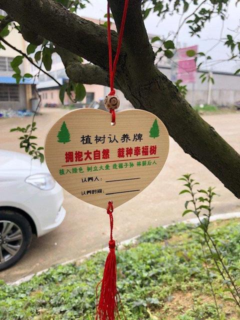 幼儿园植树节的报道