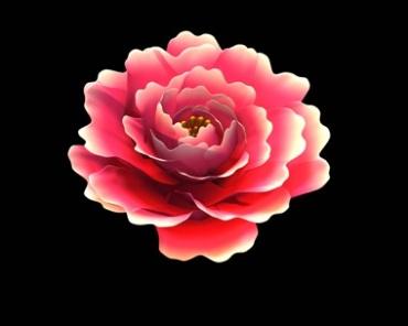 牡丹花朵慢慢绽放动态开花过程黑屏抠像(带通道)视频素材03