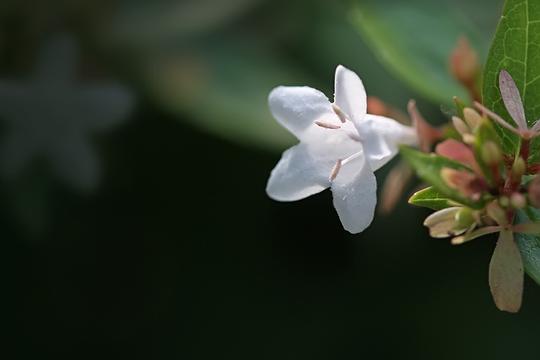 小白花糯米条拍摄练习