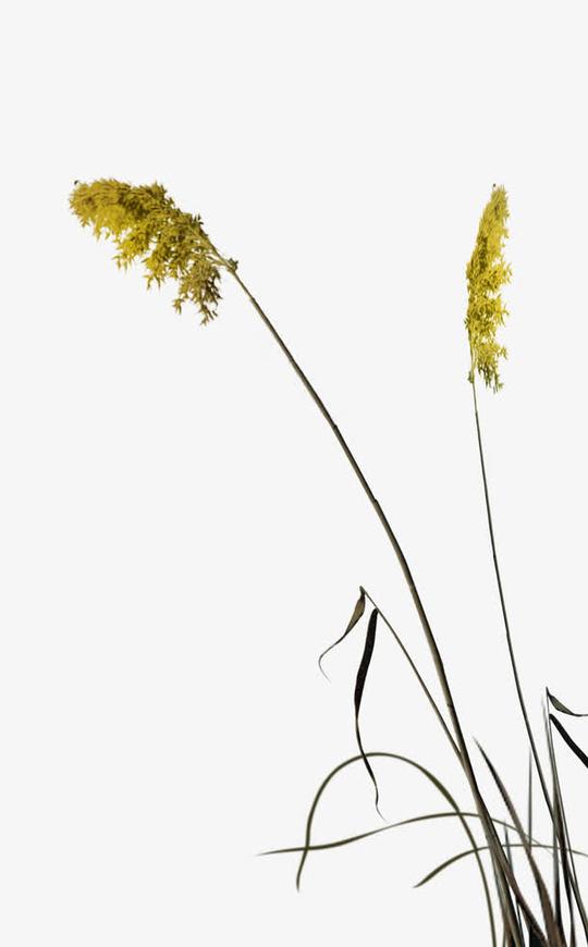 芦苇免抠素材免费下载_觅元素51yuansu.com