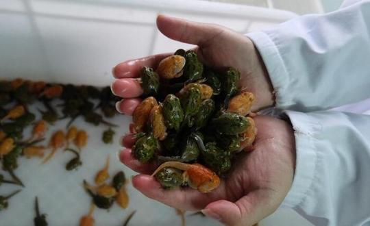 男子十年花近百万养蛙朋友疑惑:这是被青蛙鬼迷了心窍?