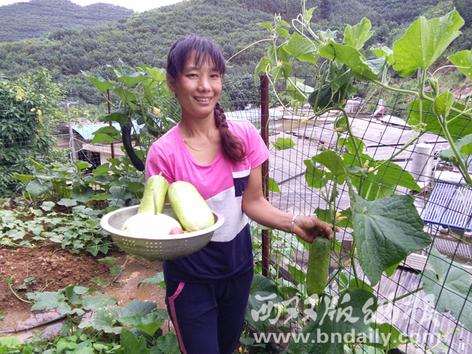勐腊县勐满农场回累生产队不少职工在自家房顶种菜,将房顶变成小菜