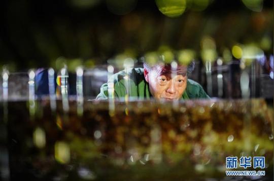 广西龙胜:古法茶油开榨