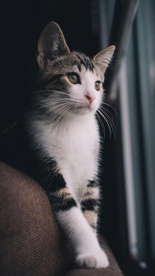 搞怪个性猫咪可爱动物大眼猫萌娃萌萌哒甜美系动物锁屏壁纸