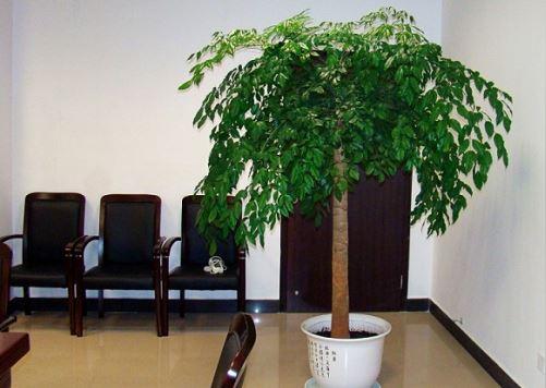 适合家居室内养殖的大型植物盆栽推荐