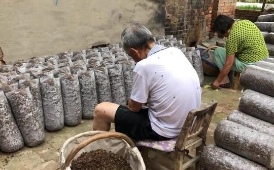冷门家庭种植业，投资小利润高，四季都可种植，来欣赏了解下