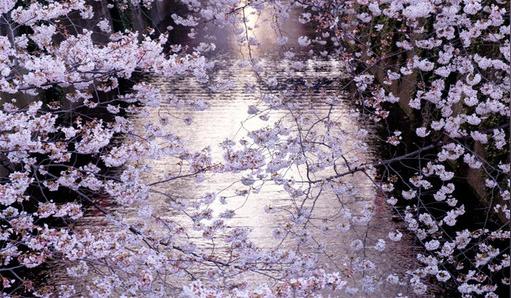 樱花季节限定·日本奈良+宇治赏樱一日游(樱花圣地佐保川·背割堤
