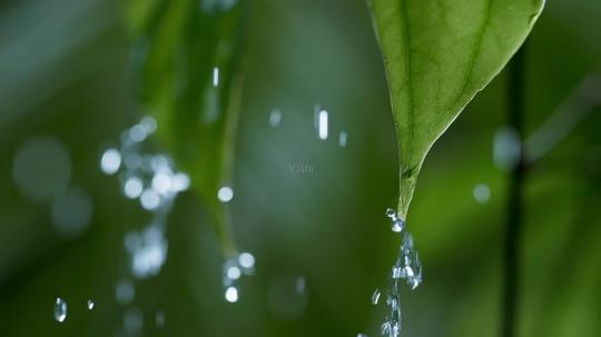 下雨天的森林_1920x1080_高清视频素材下载(编号:)
