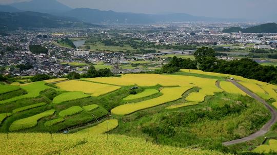 4k农村田园稻田风光_3840x2160_高清视频素材下载(:)