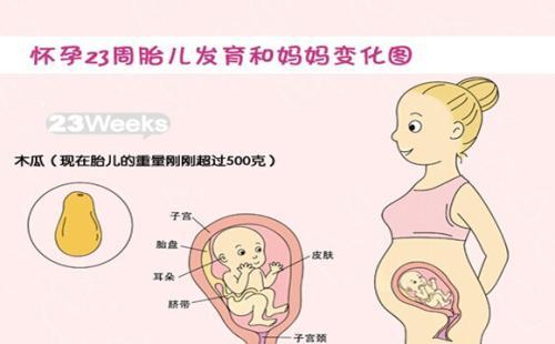 孕肚大小和胎儿大小有关吗