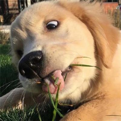双十一单身狗头像萌狗搞笑