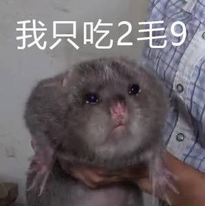 竹鼠表情包-我只吃2毛9---华农兄弟和竹鼠表情包-竹鼠-竹鼠表情.jpg
