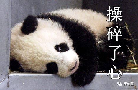 爱闯祸的孩子怎么办