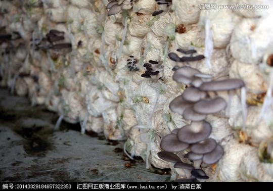 搜索结果>蘑菇蘑菇养殖蘑菇栽培蘑菇棚平菇香菇搜索