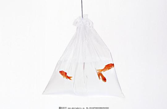 金鱼塑料袋水中鱼摄影悬挂鱼类生物世界300dpitif图片素材