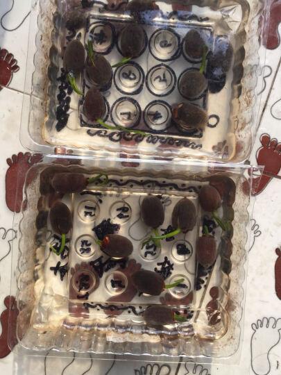 百草园开口碗莲套餐水培植物绿植盆栽睡莲荷花霸王莲开口1斤晒单图