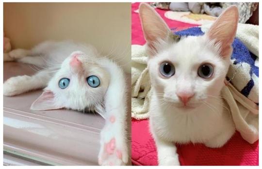 绝美浪猫碧蓝双眼神复制宝可梦精灵，每步都像在走伸展台