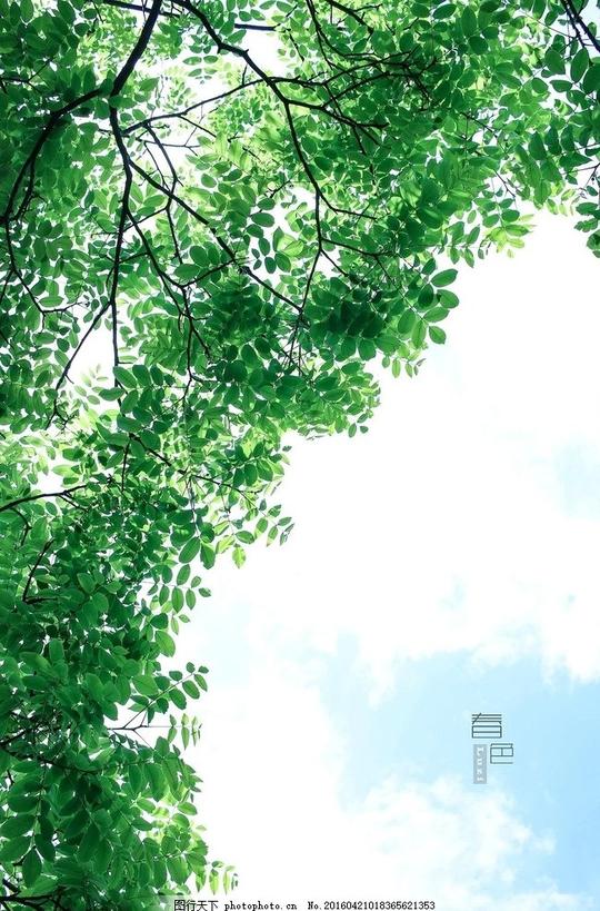 春光春天树叶水彩画素材蓝天绿叶摄影自然景观自然风景