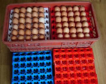 济南塑料鸡蛋托相关长尾关键词有哪些