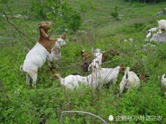 农村老人养30多只羊,赚钱还不辛苦,引起"养羊热"