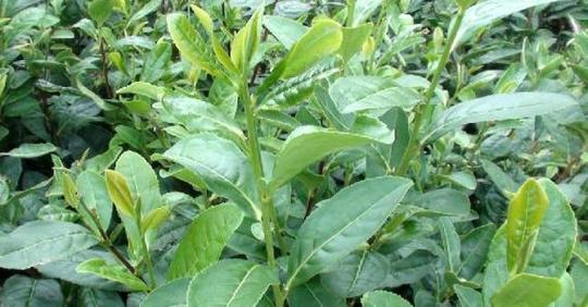 舜赐皇七叶茶茶叶加盟连锁火爆招商中—全球加盟网