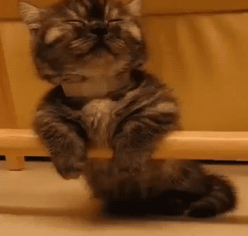 壁纸动物猫猫咪小猫桌面351_336gif动态图动图
