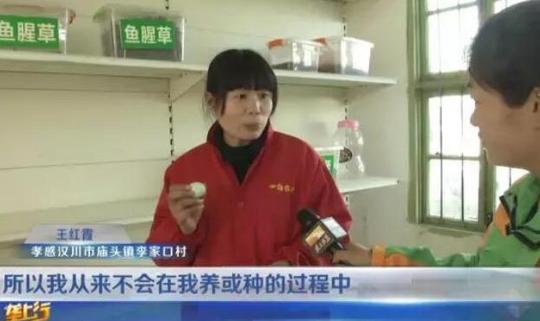 下岗女工自主创业养鸡养猪赚得欢一年收入60万!