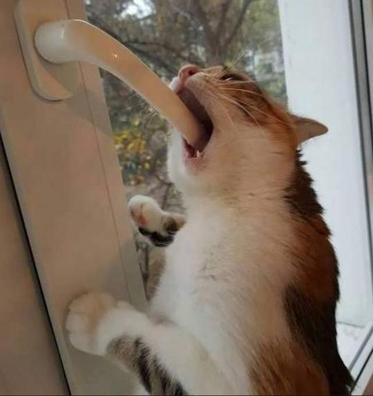 猫咪:卧槽!卡住我的喉咙了!6张爆笑的猫咪囧图,太逗了