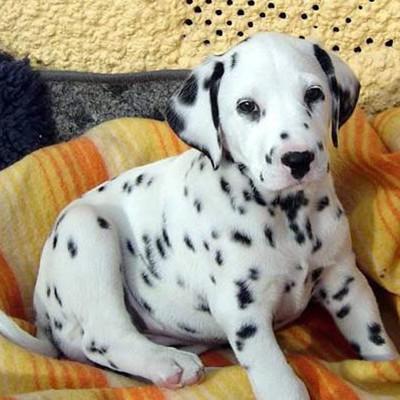 出售纯种斑点幼犬大麦町犬短毛斑点幼犬花猫狗活体宠物幼犬狗狗