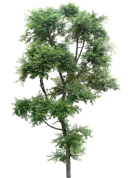 壁纸盆景盆栽树植物658_896竖版竖屏手机