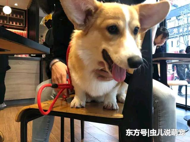 一岁宝宝吃饭坐不住怎么办