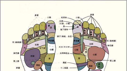 长高的科学方法:祝乐高穴位增高原理