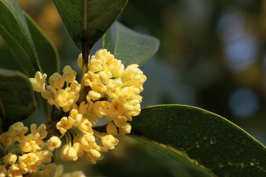 秋风凉桂花黄